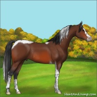 Horse Color:Bay Splash Tobiano Rabicano 