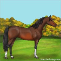 Horse Color:Bay Tobiano 