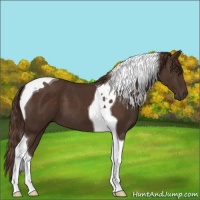Horse Color:Liver Chestnut Tobiano 