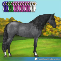 Horse Color:Blue Roan 