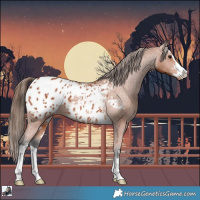 Horse Color:Bay Appaloosa 