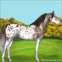 Horse Color:Bay Splash Appaloosa