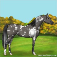 Horse Color:White Spotted Grullo 
