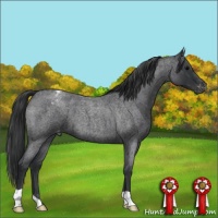 Horse Color:Blue Roan Appaloosa 