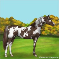 Horse Color:White Spotted Liver Chestnut 