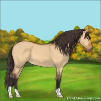 Horse Color:Buckskin Dun 