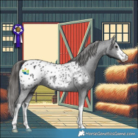 Horse Color:White Spotted Black Appaloosa Rabicano