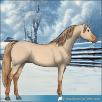 Horse Color:Red Dun 
