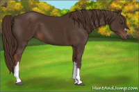 Horse Color:Liver Chestnut 