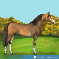 Horse Color:Buckskin 