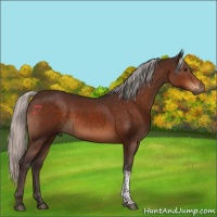 Horse Color:Silver Brown Tobiano 