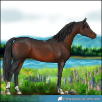 Horse Color:Brown Tobiano