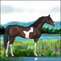Horse Color:White Spotted Liver Chestnut Tobiano 