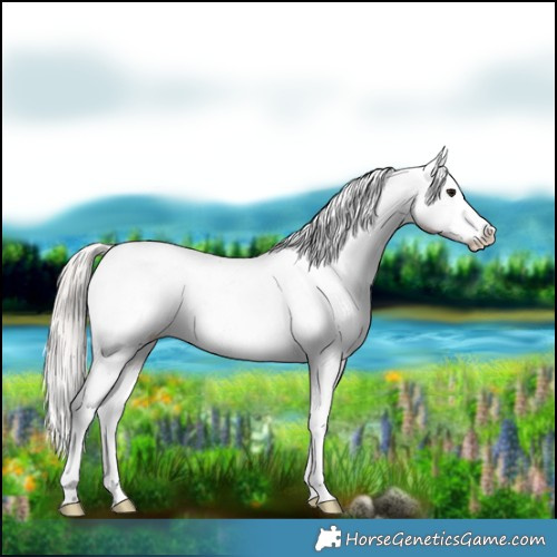 Horse Color:Silver Brown Tobiano Appaloosa 