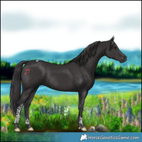 Horse Color:Smoky Black Tobiano Rabicano