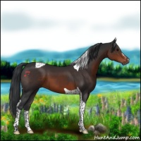 Horse Color:Brown Sabino Tobiano 