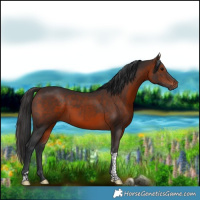 Horse Color:Brown Tobiano Rabicano