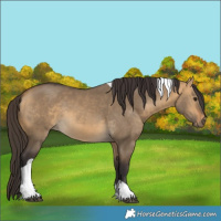 Horse Color:Buckskin Dun Tobiano Rabicano 