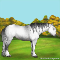 Horse Color:Gray Brown Tobiano 