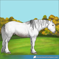 Horse Color:Gray Bay Tobiano Rabicano 