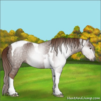 Horse Color:Gray Chestnut Tobiano Rabicano 