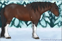 Horse Color:Brown Tobiano 