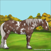 Horse Color:White Spotted Silver Black Sabino