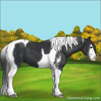Horse Color:Black Sabino Tobiano Appaloosa 