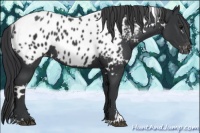 Horse Color:White Spotted Black Sabino Appaloosa 