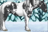 Horse Color:White Spotted Black Tobiano 