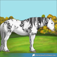 Horse Color:White Spotted Black Sabino Splash Snowflake Varnish 