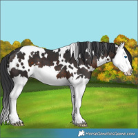 Horse Color:White Spotted Brown Splash 