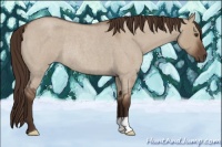 Horse Color:Liver Red Dun Roan Rabicano
