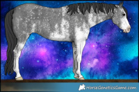 Horse Color:White Spotted Black