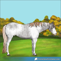 Horse Color:White Spotted Liver Red Roan 