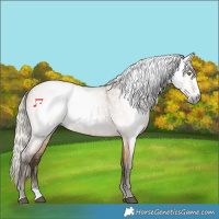 Horse Color:Gray White Spotted Silver Buckskin Roan Splash Rabicano 
