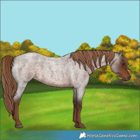 Horse Color:Liver Red Roan 