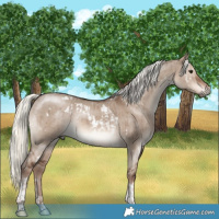 Horse Color:White Spotted Liver Red Dun Mushroom Tobiano Rabicano Brindle  and White Spotted Liver Red Dun Mushroom Tobiano Rabicano Brindle 