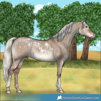 Horse Color:White Spotted Liver Red Dun Mushroom Tobiano Rabicano Brindle  and White Spotted Liver Red Dun Mushroom Tobiano Rabicano Brindle 