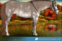 Horse Color:Liver Red Dun Sabino Rabicano 