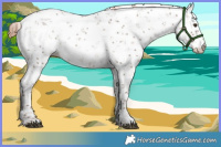 Horse Color:Liver Red Dun Sabino Rabicano