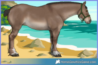 Horse Color:Liver Red Dun Sabino Rabicano 