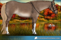 Horse Color:White Spotted Liver Red Dun 