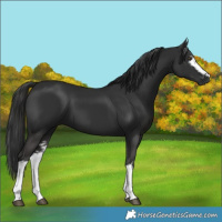 Horse Color:White Spotted Liver Chestnut