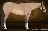 Horse Color:Amber Champagne 