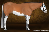 Horse Color:Bay Splash