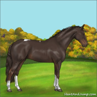 Horse Color:Liver Chestnut Tobiano