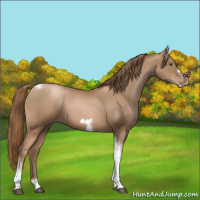Horse Color:Liver Chestnut Pearl Tobiano Frame 