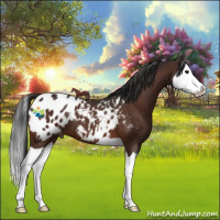 Horse Color:Brown Splash Appaloosa