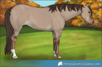Horse Color:Liver Red Dun 